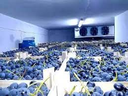 Cei mici au mereu fructe. Camere Frigorifice Si Instalatii Frigorifice Frigogroup Ro Home Facebook