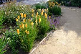 Image result for Kniphofia