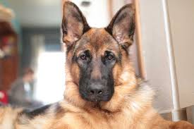 They are raised with outstanding care from day one to insure a happy, confident. 5 Best German Shepherd Breeders In Texas Dogblend
