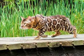 We are a bengal cat breeder in wisconsin. Bengal Kittens Cats For Sale Wild Sweet Bengals Bengal Kitten Bengal Cat For Sale Bengal Cat