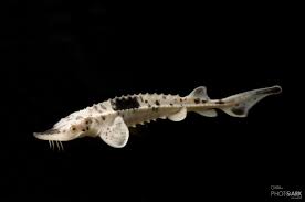 Photo Ark Home Lake Sturgeon Fish National Geographic Society Lake Sturgeon Sturgeon Animals Are Beautiful People
