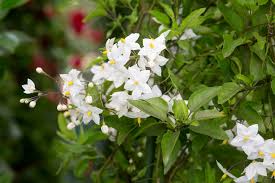 Image result for Solanum
