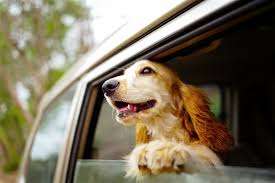 Pet insurance is not like car insurance; Pet Insurance How To Get The Best Price And Coverage
