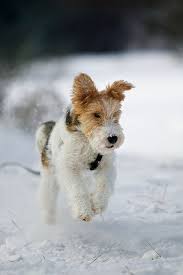 Untitled Wire Fox Terrier Fox Terrier Dogs