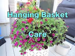 Clorox.com has been visited by 10k+ users in the past month Hanging Basket Care How To Maintain Your Hanging Baskets Pruning Hanging Flower Baskets Plants For Hanging Baskets Petunia Hanging Baskets