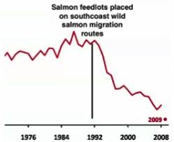 how norwegian farm raised salmon are killing your sushi