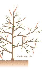 Obstbaume Schneiden 10 Tipps Obstbaume Schneiden Garten Pflanzen Apfelbaume Schneiden