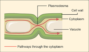 Which animal cell junction is analogous to a plasmodesmata. Biology 2e The Cell Cell Structure Connections Between Cells And Cellular Activities Opened Cuny