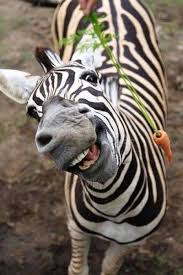 En Komik Hayvan Fotograflari 10 Resim 2020 Hayvan Zebras Komik Hayvan