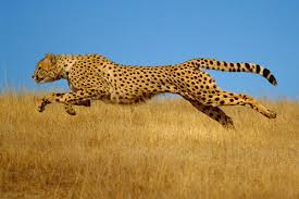 Cheetah Running Animals Cheetahs Animal Silhouette