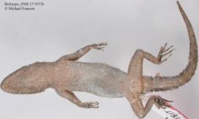 Image result for Kotschya carsonii