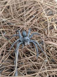 Best natural pest control option: Beautiful Burrowing Wolf Spider Geolycosa Missouriensis That I Rescued From My Bedroom In Sw Tx Spiders