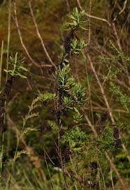 Image result for Anthospermum ammannioides