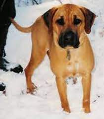 Blackmouth Cur Breed Information History Health Pictures And More