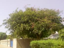 Image result for Dialium schlechteri