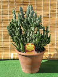 Image result for Opuntia monacantha
