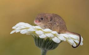 Maybe you would like to learn more about one of these? Flower Macro Background Rodent Gerbera The Mouse Is Tiny Harvest Mouse Hd Wallpaper Wallpaperbetter