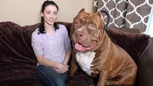Dogs for adoption, therapy & service dogs. 175 Pound Pit Bull Hulk Shatters Misconceptions About The Breed Abc News