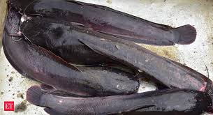 These elongated, predatory fish are distinguished by their long dorsal fins, large mouths, and shiny teeth. Invasive Catfish Thrive In Coimbatore Lakes Snapped Up By Gullible Buyer Snake Like Delicacy The Economic Times