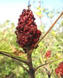 We did not find results for: Sumac The Epicentre Herbs Sumac Spice Sumac