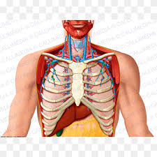 The stomach lies within the superior aspect of the abdomen. Thorax Png Images Pngwing