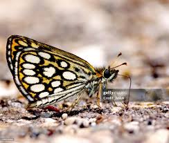 Image result for Heteropterus morpheus