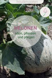 Melonen Saen Anbauen Pflegen Und Ernten In 2020 Melonen Anbauen Wassermelone Pflanzen Melonen