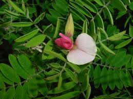 Image result for Tephrosia polystachya
