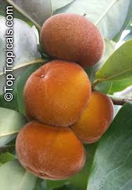 Image result for Diospyros