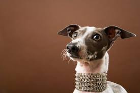 Share it or review it. Italian Greyhound Adoption Where To Look