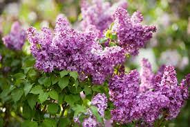A Must Have Garden Favorite Bloomerang Lilac Better Homes Gardens