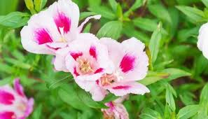 Image result for Onagraceae