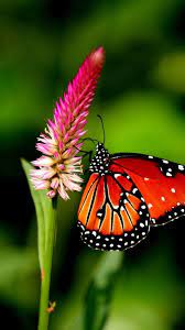 Butterfly butterflies iphone backgrounds wallpapers background hd android drawing phone flowers fairy purple mariposas desktop para imagenes papillon pink imagens. Iphone Wallpaper Hd Butterfly 2021 Live Wallpaper Hd