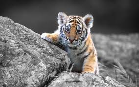 Höchstbewertete) suchen wallpapers alle unterkategorien anzeigen. Laden Sie Das Tiere Hintergrundbild Fur Ihr Handy In Hochwertigen Hintergrundbildern Tiere Kostenlos Herunter