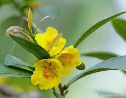 Image result for Ochna ovata