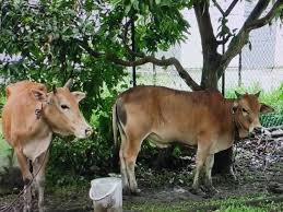 Kereta untuk dijual kelantan's cover photo. Kena Tahan Naik Myvi Bersama 2 Lembu Curi Kitareporters Semua Boleh Jadi Reporter