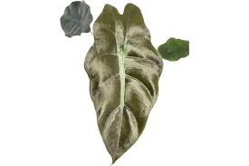 Image result for Exochaenium