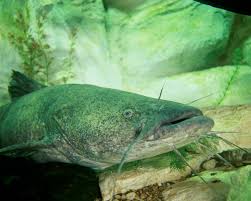 flathead catfish wikipedia