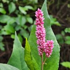 Image result for Persicaria