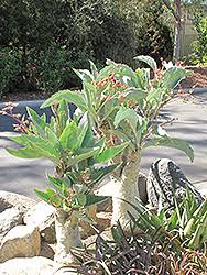 Image result for Cyphostemma tenuissimum