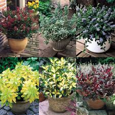 Like coniferous evergreens, evergreen shrubs create an everlasting framework for seasonal garden plantings. Buy Evergreen Shrubs J Parker Dutch Bulbs