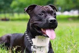 Though known for its courage and high energy level, the american staffordshire also has an affectionate and loyal disposition. American Staffordshire Terrier Dog Breed Characteristic Daily And Care Facts
