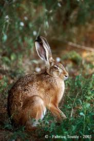 Quels sont les premiers signes caractéristiques ? Lievre Le Syndrome Du Lievre Brun Europeen Chassons Com
