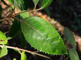 Image result for Curtisia dentata