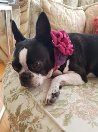 Descended from mixes of white english terriers an english bulldogs, in the early 1800's. Chanel Boston Terrier Boston Terrier Dog Boston Terrier Love