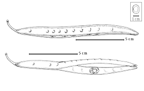 Image result for Indigastrum costatum