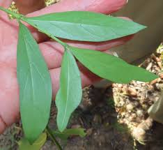 Image result for Coptosperma