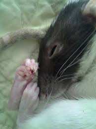 Rat S Hands And Feet Are So Elegant And So Beautiful Pet Rats Cute Rats Baby Rats