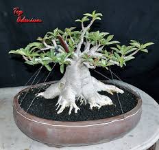 Adenium Bonsai Plant 14 Bonsai Adenium Plant Adenium Is An Flickr Adenium Bonsai Plants Bonsai