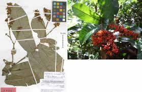 Image result for Campylospermum